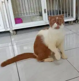 BSH SF Cinnamon Bicolor