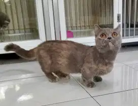 Munchkin BSH Exo