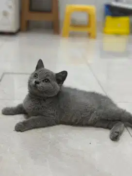 BSH blue solid kitten 2 bulan all betina parent ped wcf & cfa
