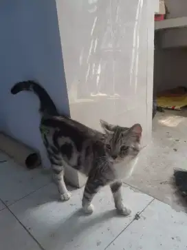 Jual BSH dan Persia