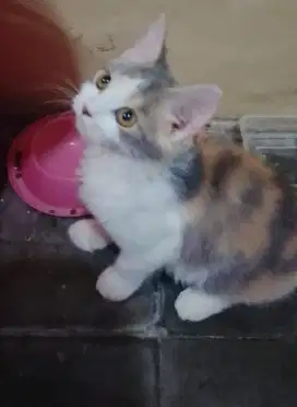 Open Adopt. FREE KANDANG TINGKAT 2