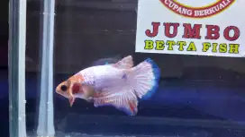 HMPK White Scale
