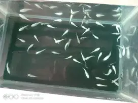 Ikan molly marble