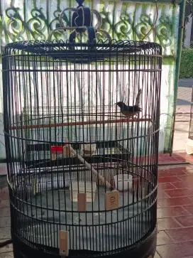 Murai batu pastol 5 bln
