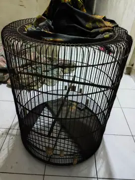 Kandang murai no 1