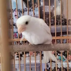 Dijual kenari betina putih