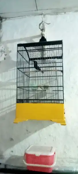 Burung Kacer gacor full set