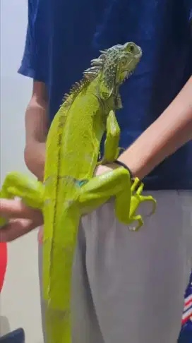 JUAL IGUANA GREEN (free kandang)