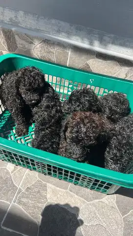 Anak Anjing Poodle
