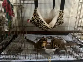 Open adopt sugar glider