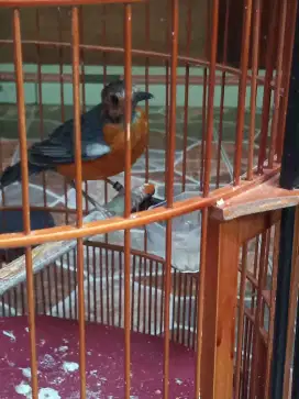 Anis merah ring Singaraja mutasi pastol
