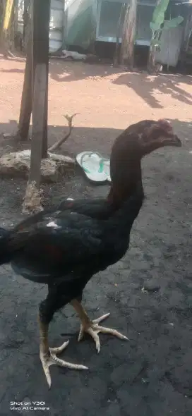 Ayam BK pakoy muda