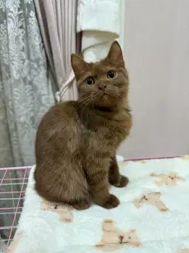 BSH Cinnamon Male Nonped. Parents import dan quality show excellent