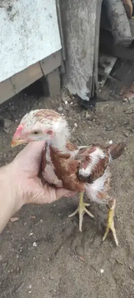Ayam Bangkok Ayam Laga