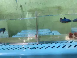 Ikan cupang fresh