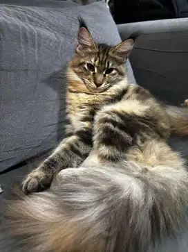 Kucing kitten mainecoon