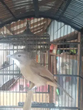 Burung masteran JM