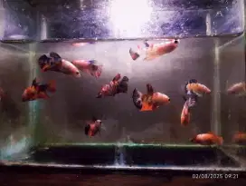 Ikan hias bagus bagus
