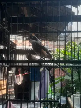 Pentet Cendet jawatimur