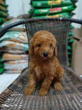 POODLE JANTAN KECIL IMUT