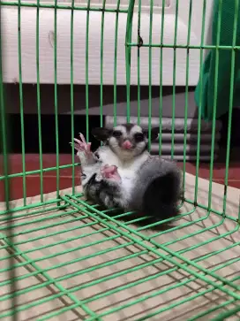 Sugar glider joey