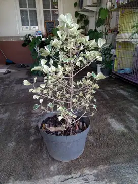 Tanaman Hias Beringin Kupu-Kupu | Ficus Triangularis Variegata