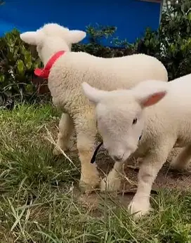 6 ekor anakan domba merino super 4 bulanan 2 jantan 4 betina rawatan