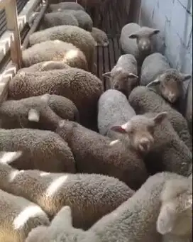 6 ekor anakan domba merino super 4 bulanan 2 jantan 4 betina rawatan