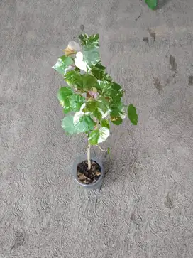Tanaman Hias Waru Varigata | Hibiscus Tiliaceus
