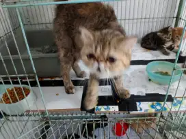 Kucing persia piacnose ekstrim