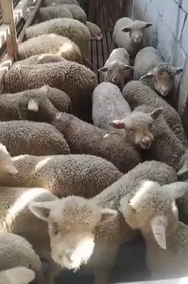 6 ekor cempe domba merino superan 4 bulanan 2 jantan 4 betina unggul