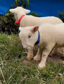 6 ekor cempe domba merino superan 4 bulanan 2 jantan 4 betina unggul