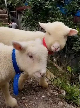 6 ekor anakan domba merino super 4 bulanan 2 jantan 4 betina unggulan
