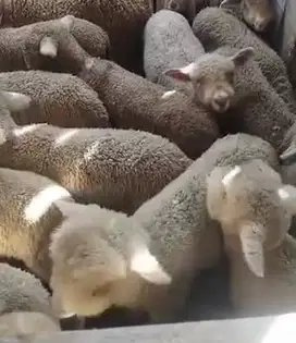 6 ekor cempe domba merino superan 4 bulanan 2 jantan 4 betina unggulan