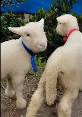 6 ekor cempe domba merino superan 4 bulanan 2 jantan 4 betina unggulan