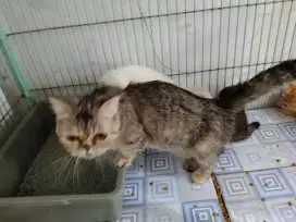Kucing munchkin
