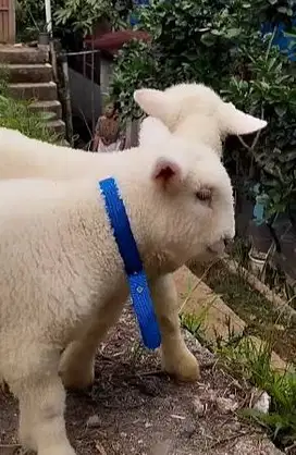 6 ekor cempe domba merino superan 4 bulanan 2 jantan 4 betina unggulan