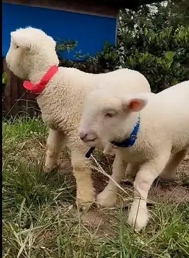 6 ekor cempe domba merino superan 4 bulanan 2 jantan 4 betina unggulan