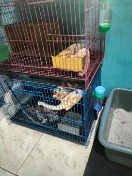 Sugar glider borongan ada 5 ekor jinak