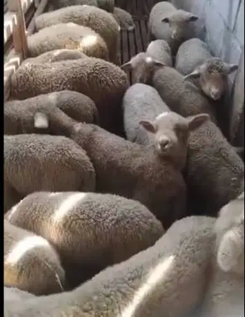 6 ekor cempe domba merino superan 4 bulanan 2 jantan 4 betina unggulan