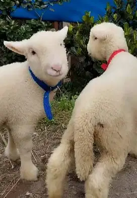 6 ekor cempe domba merino superan 4 bulanan 2 jantan 4 betina unggulan
