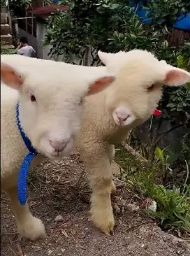 6 ekor cempe domba merino superan 4 bulanan 2 jantan 4 betina unggulan
