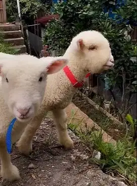 6 ekor cempe domba merino superan 4 bulanan 2 jantan 4 betina unggulan