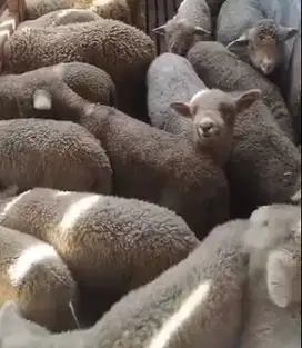 6 ekor cempe domba merino superan 4 bulanan 2 jantan 4 betina unggulan