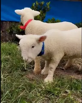 6 ekor cempe domba merino superan 4 bulanan 2 jantan 4 betina unggulan