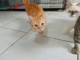 Kucing munchkin