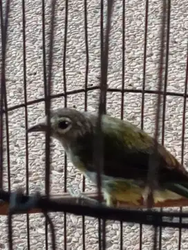 Dijual burung opyor jawa