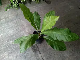 Tanaman Hias Anthurium Hookeri Hijau