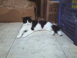 Lepas adop persia mixdom betina lagi hamil besar