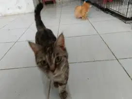 Kucing munchkin